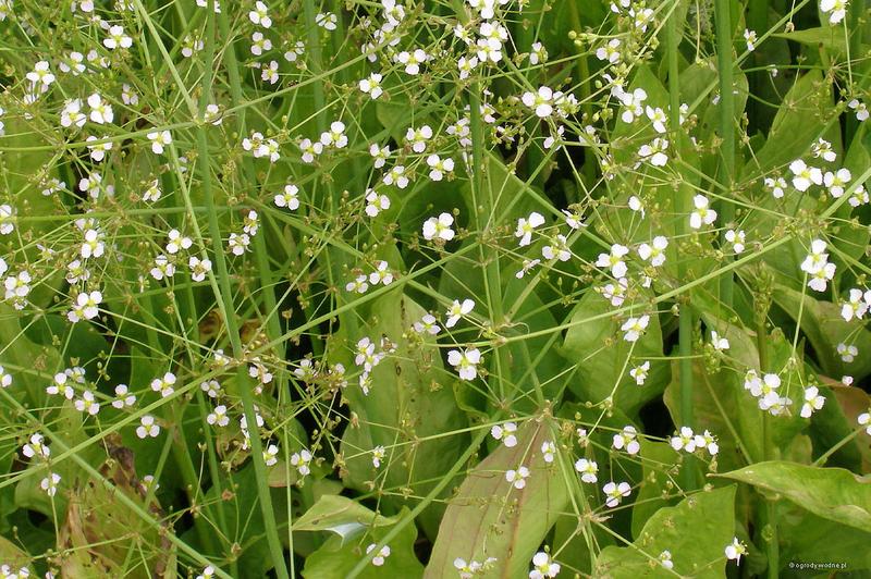Pielęgnacja żabieńca w akwarium
