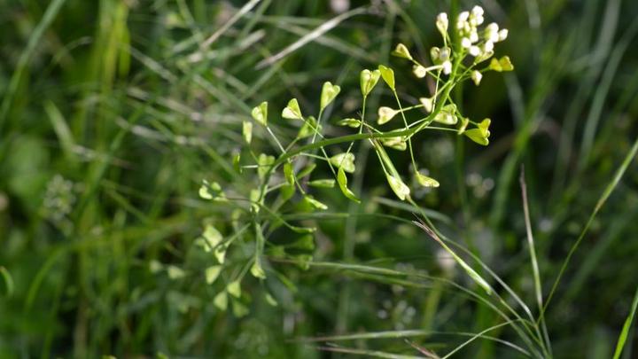 Pochodzenie tasznika pospolitego