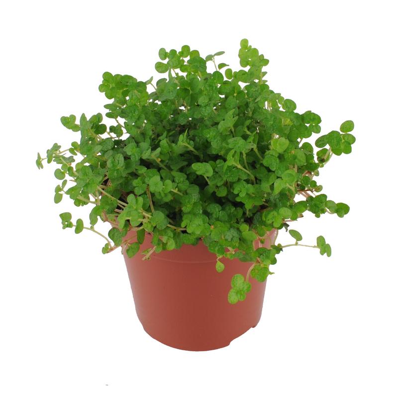 Podlewanie i nawożenie soleirolia