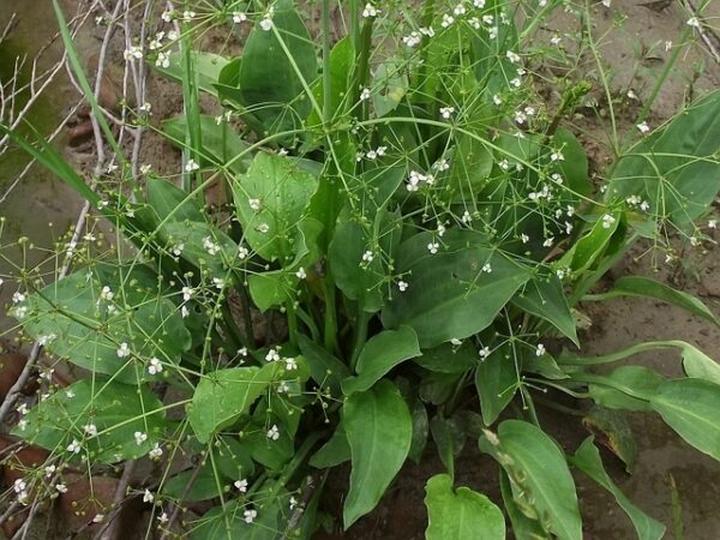 Popularne rośliny w akwarystyce