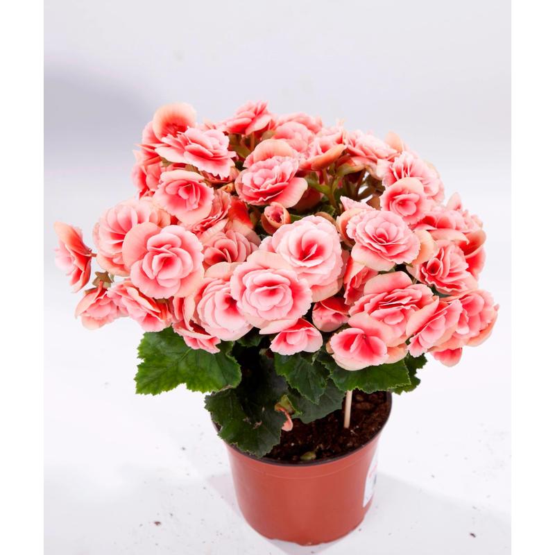 Przesadzanie begonii po zimie