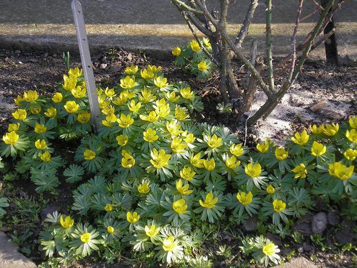 Ranniki w ekosystemie