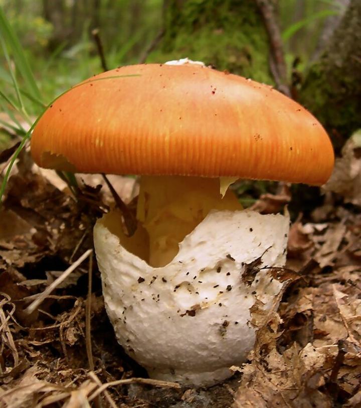 Rola grzybów w ekosystemie