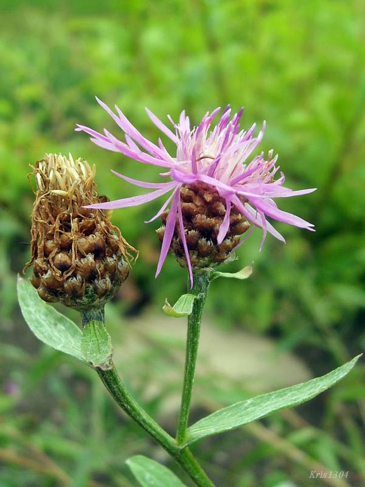 Rola w cyklach biogeochemicznych