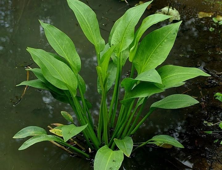 Rola żabieńca w ekosystemach wodnych