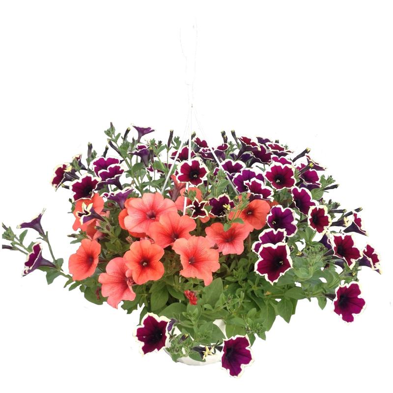 Rośliny do doniczek