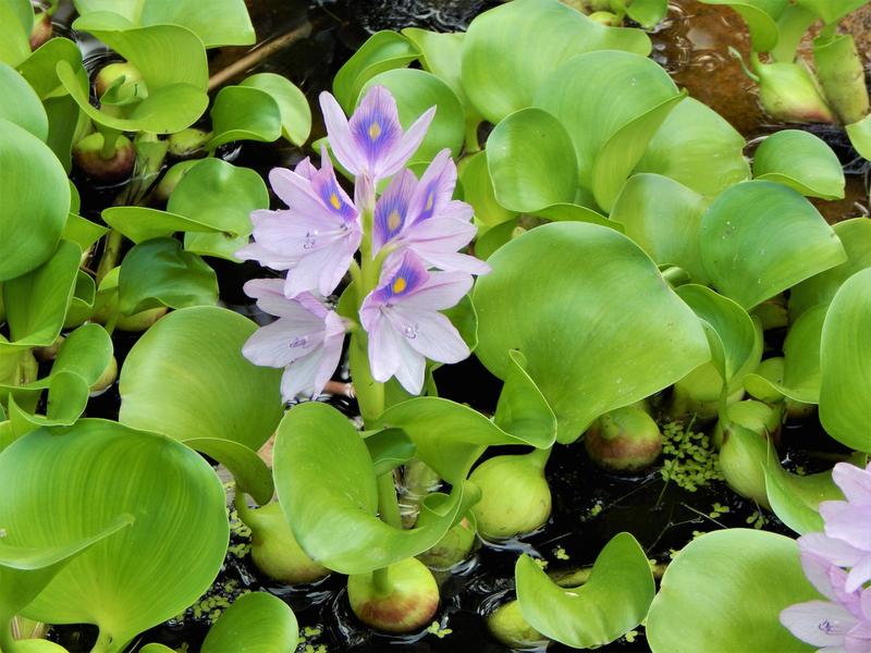 Rośliny do stawu ogrodowego