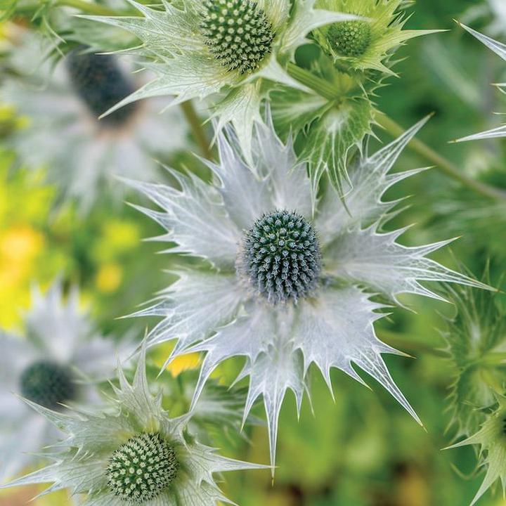 Rośliny odporne na mróz