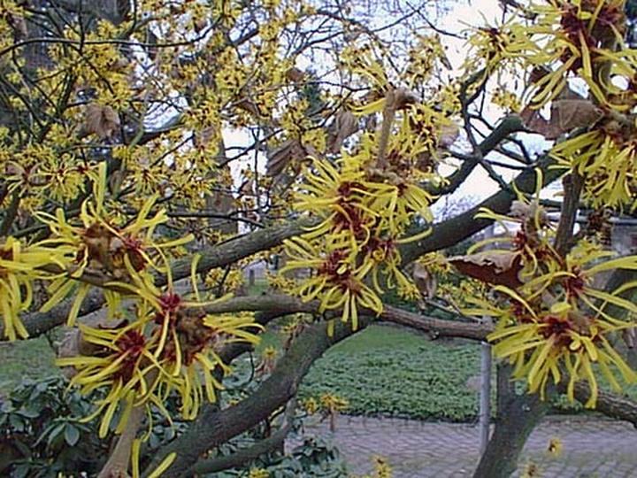 Rośliny ozdobne na cztery pory roku