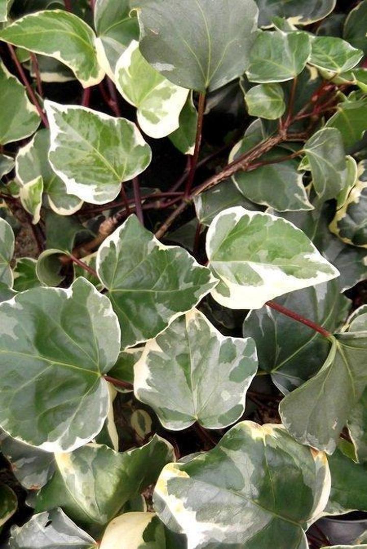 Rośliny pnące do ogrodu