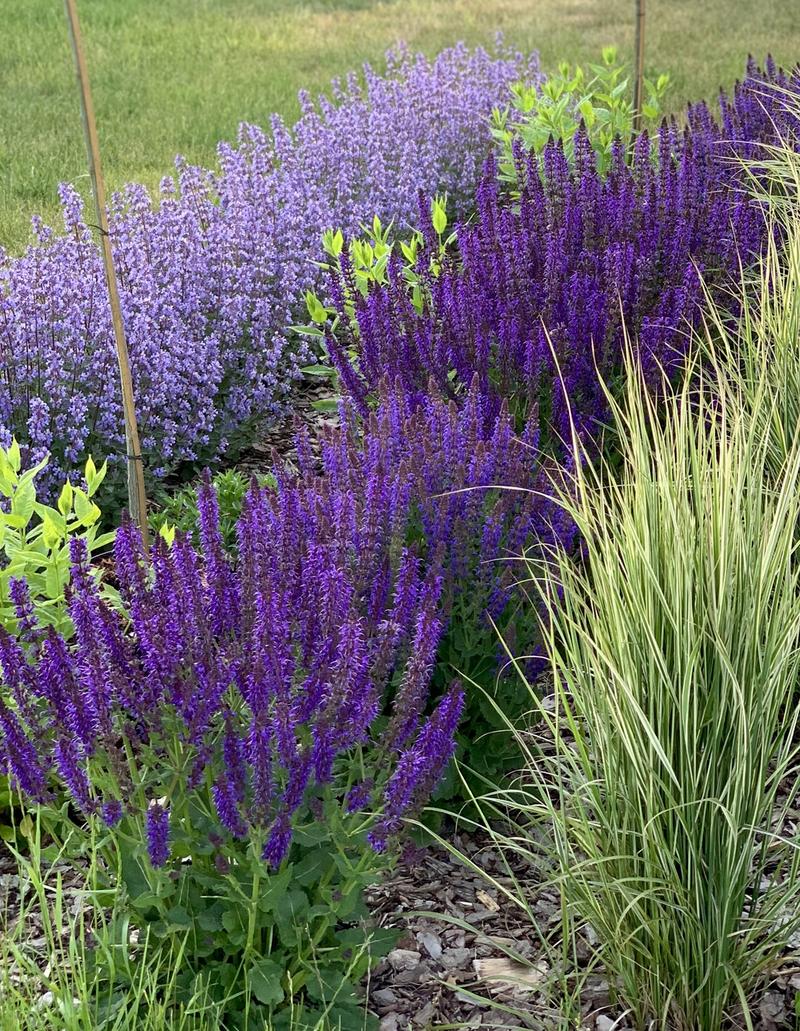 Rośliny wieloletnie w ogrodzie