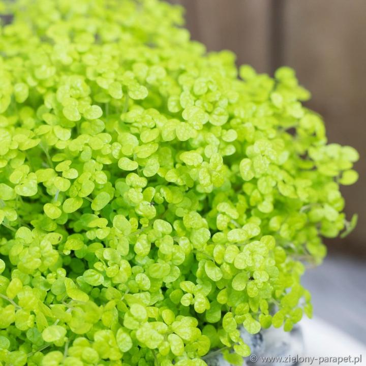 Rozmnażanie soleirolia