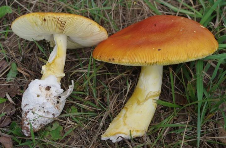 Rozpoznawanie grzybów w lesie