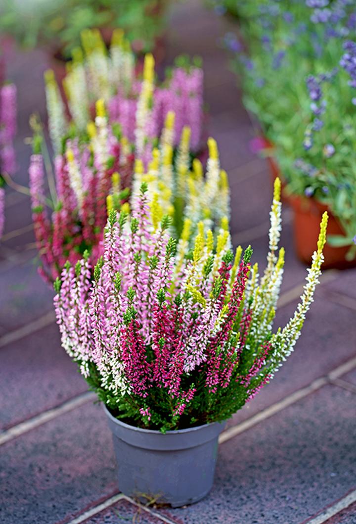 Sezonowe rośliny balkonowe