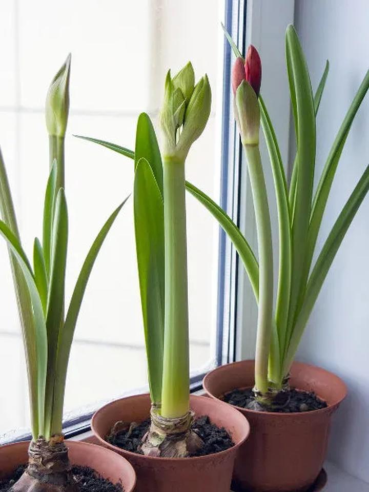 Skuteczne zioła Zwartnica