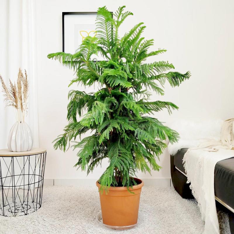 Symbolika araukarii w kulturach