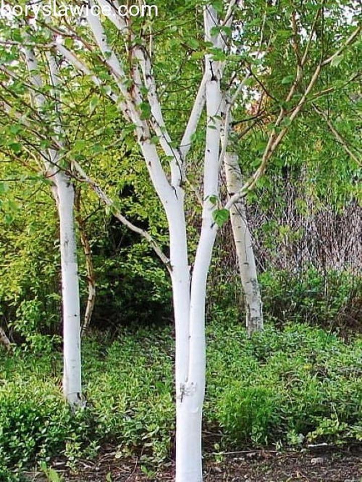 Symbolika brzozy w folklorze