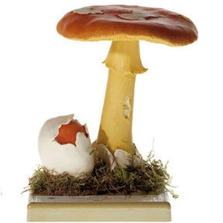 Symbolika grzybów w kulturze