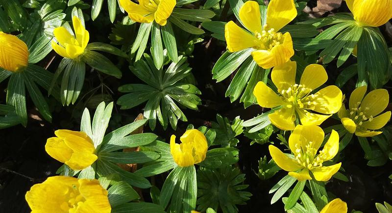 Symbolika ranników w kulturze