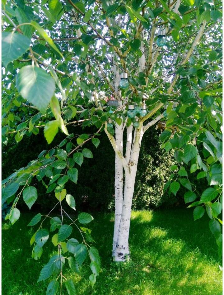 Sztuka rzemieślnicza z drewna brzozy