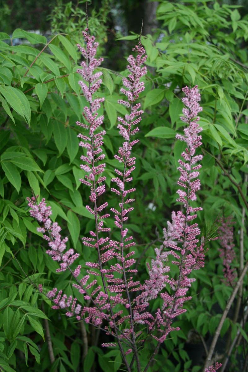 Tamaryszek w ogrodzie