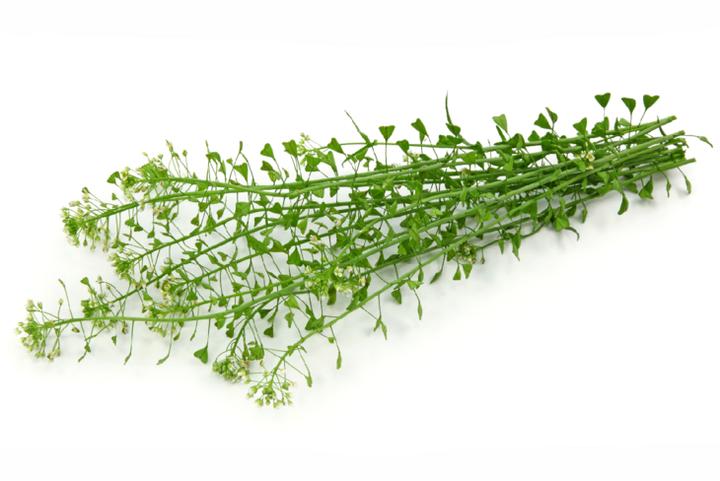 Tasznik pospolity w medycynie