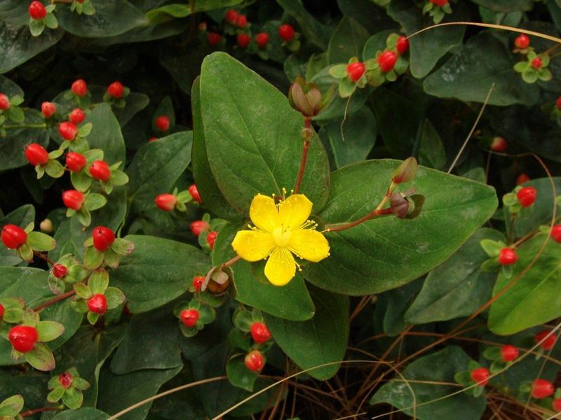 Uprawa dziurawca ozdobnego