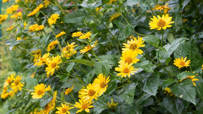 Warunki glebowe dla topinamburu