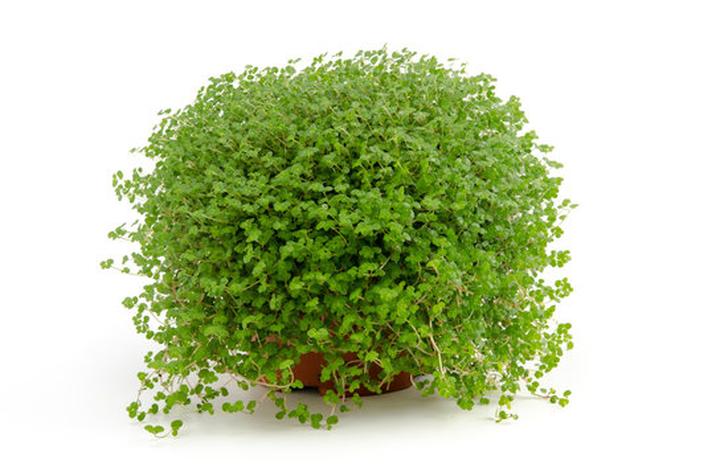 Warunki uprawy soleirolia