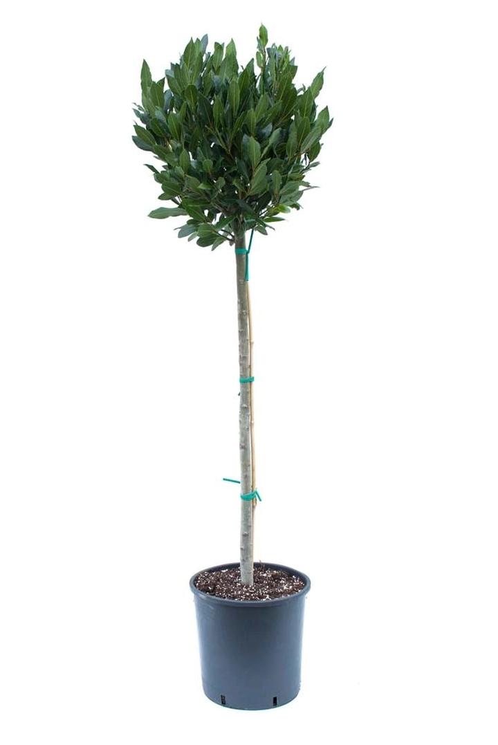 Wawrzyn szlachetny przepisy