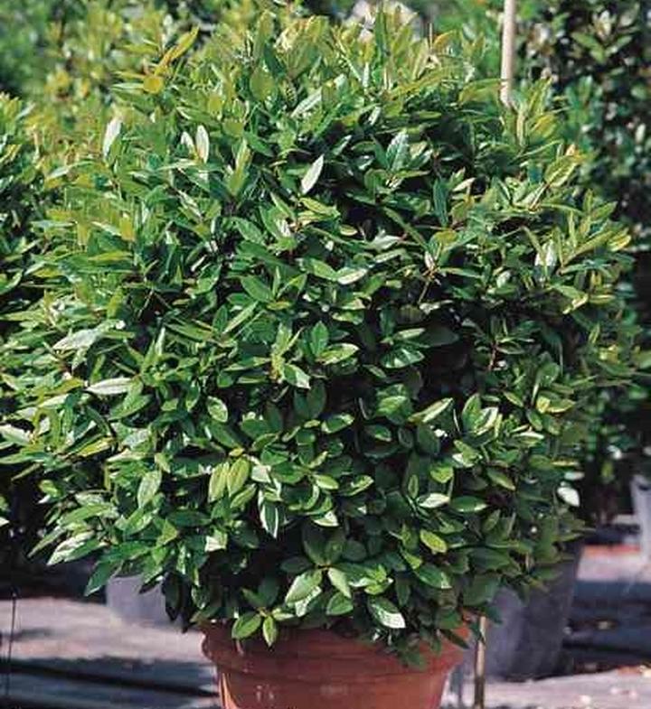 Wawrzyn szlachetny zdrowie