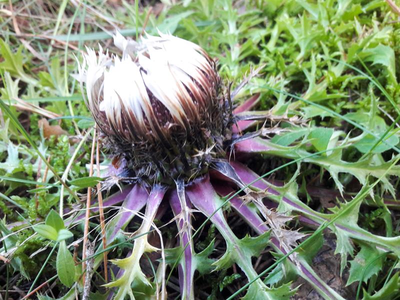 Właściwości odżywcze dziewięćsil