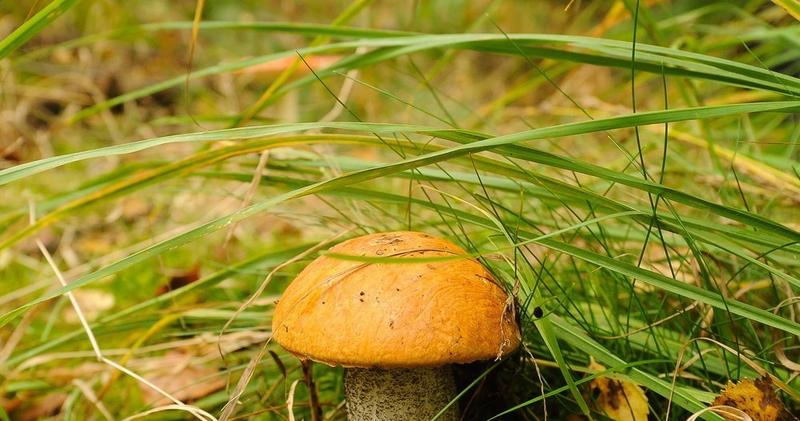 Właściwości odżywcze i kulinarne kozlarza