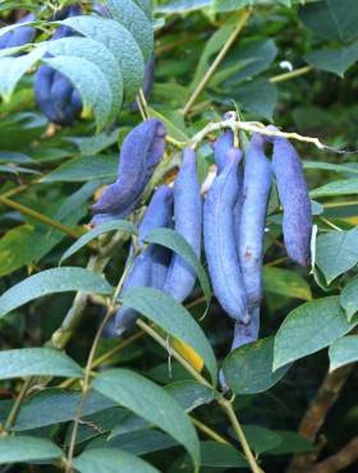 Właściwości palecznika chińskiego