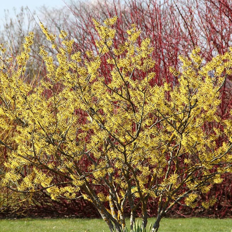 Właściwości zdrowotne oczaru wirginijskiego