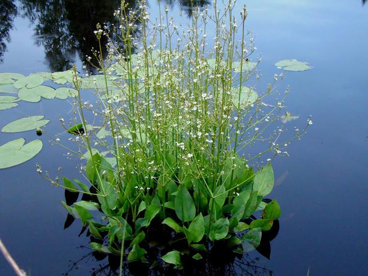 Żabieniec babka wodna