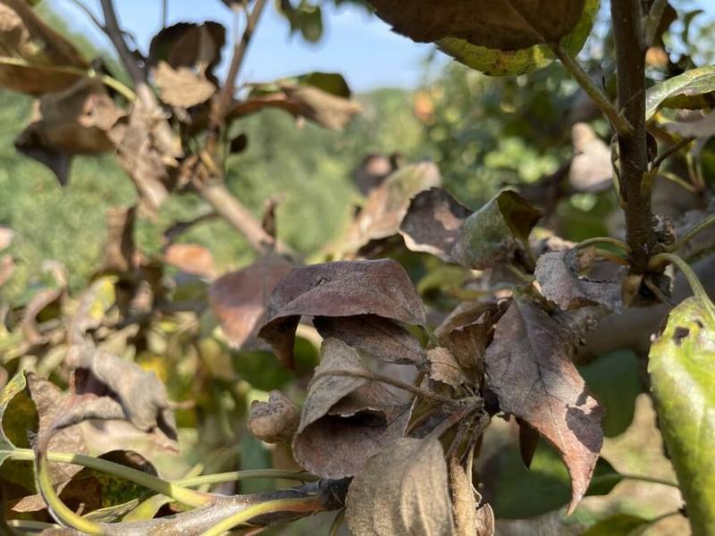 Zaraza ogniowa rozpoznawanie