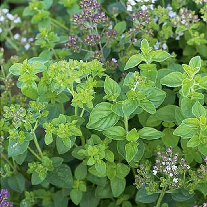 Zastosowanie kulinarne lebiodki pospolitej