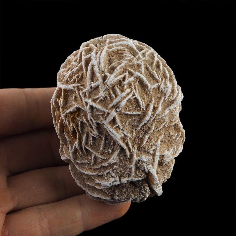 Zastosowanie róży pustyni w medycynie