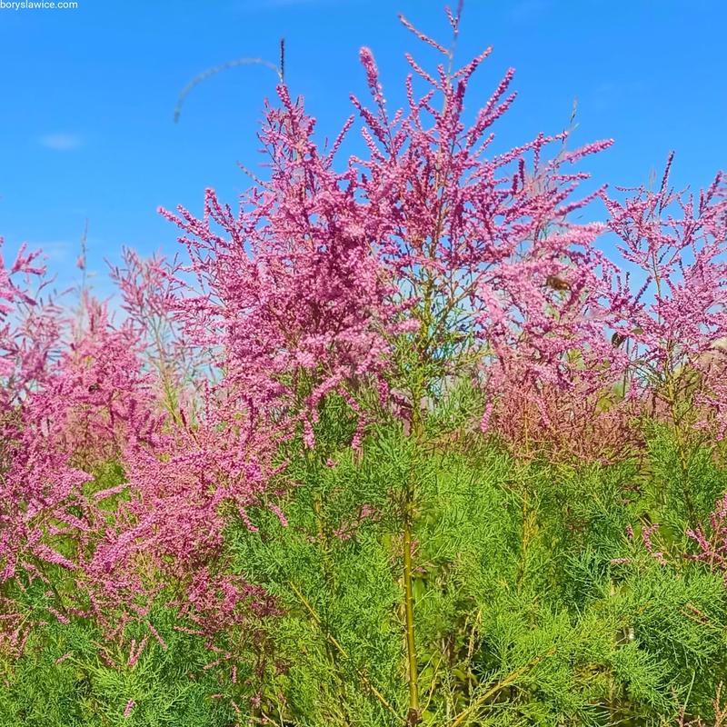 Zastosowanie tamaryszka