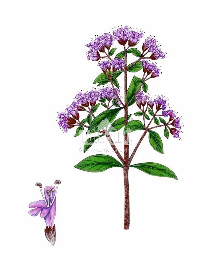 Zioła lecznicze i przyprawy