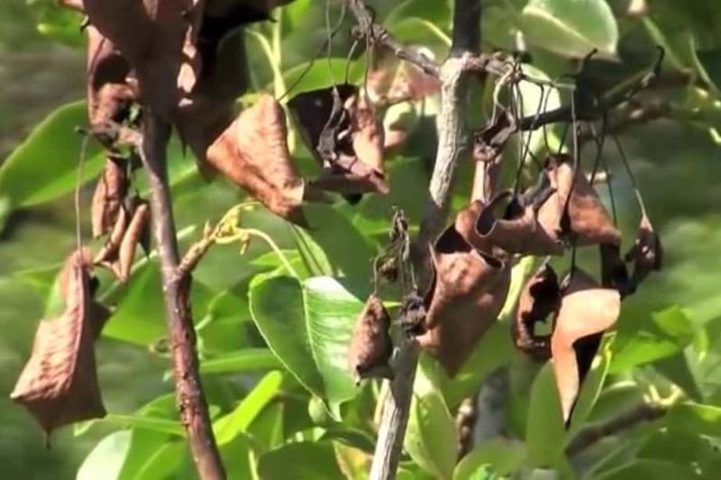 Zwalczanie choroby w ogrodzie