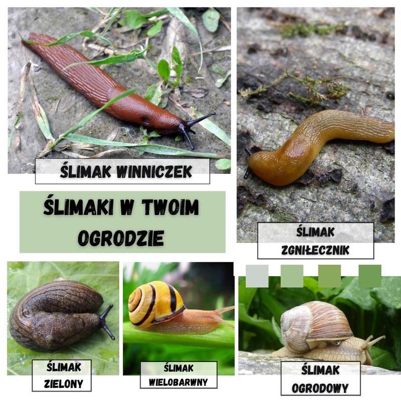 Zwalczanie ślimaków w ogrodzie