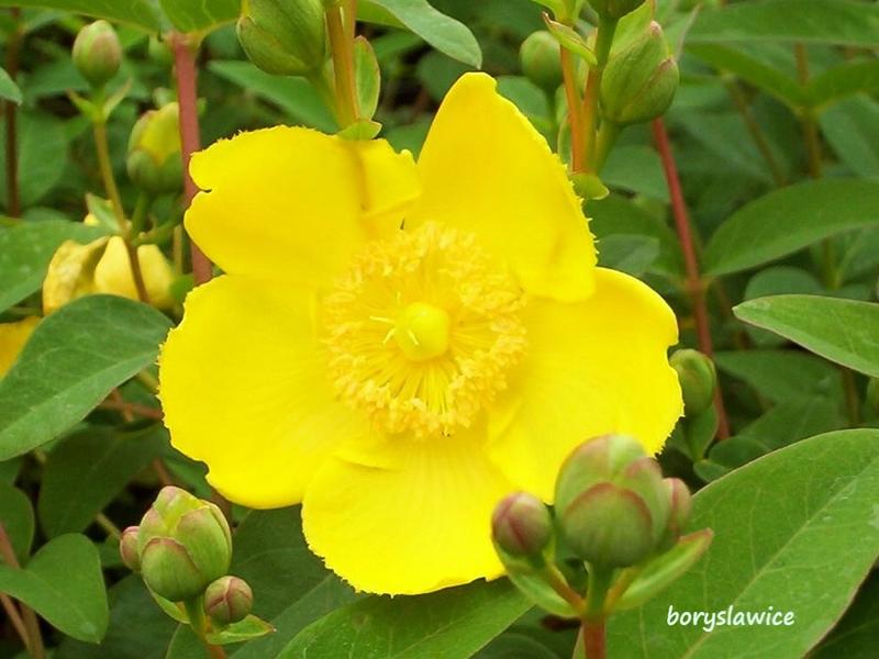 Magiczne piękno dziurawca ozdobnego w Twoim ogrodzie