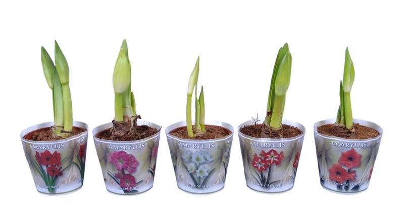 Odkryj niezwykłe piękno amarylisów w swoim domu