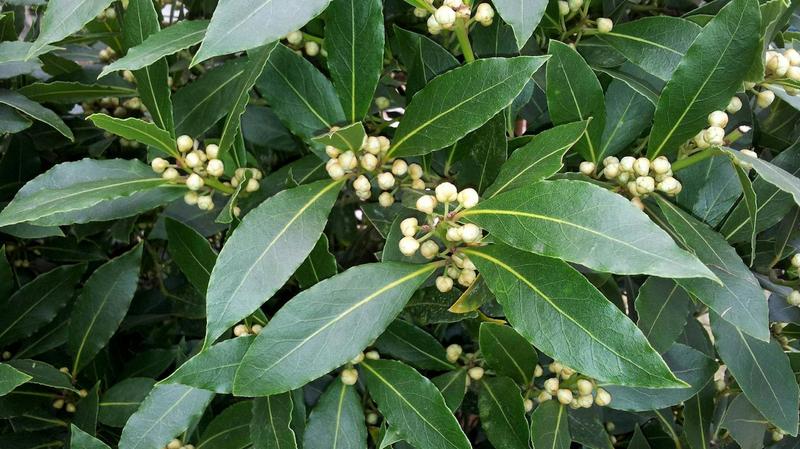 Wawrzyn szlachetny – sekret zdrowia i smaku w każdej kuchni