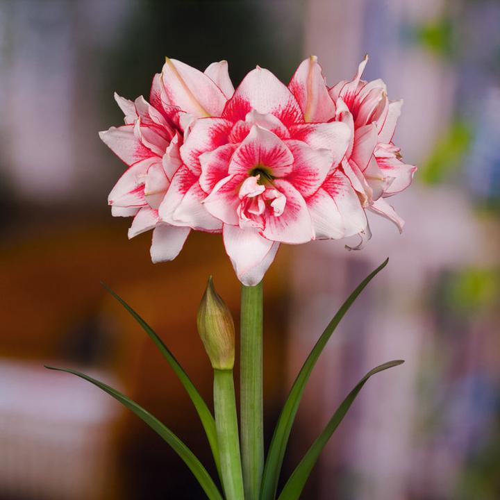 Zwartnica – tajemnice skutecznych roślin leczniczych na wyciągnięcie ręki