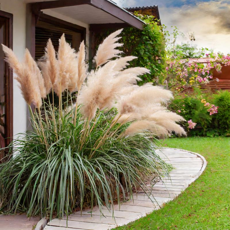 Kiedy odbija trawa pampasowa