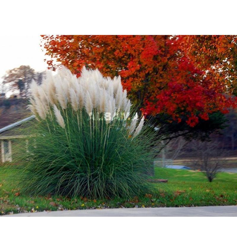 Warunki wzrostu trawy pampasowej