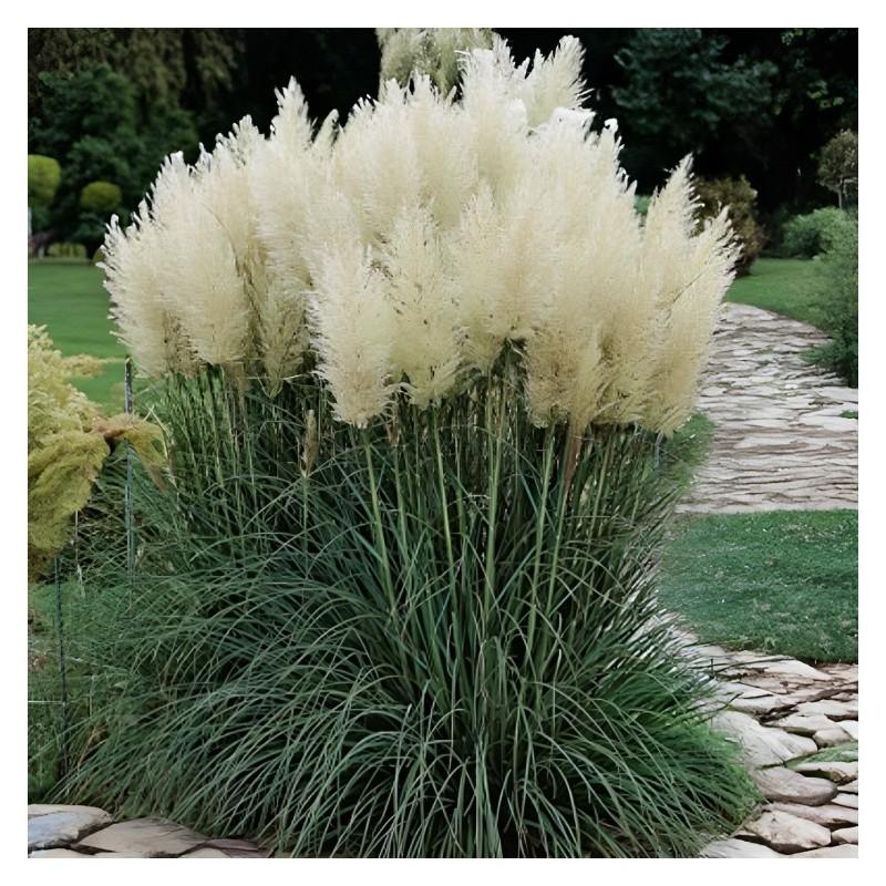 Wiosenna pielęgnacja trawy pampasowej